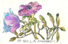 jancakova